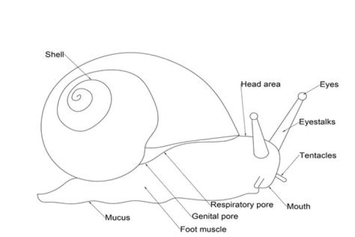 Why does a snail bubble?