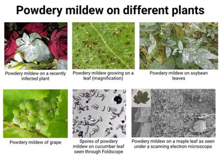 Why does milk kill powdery mildew?
