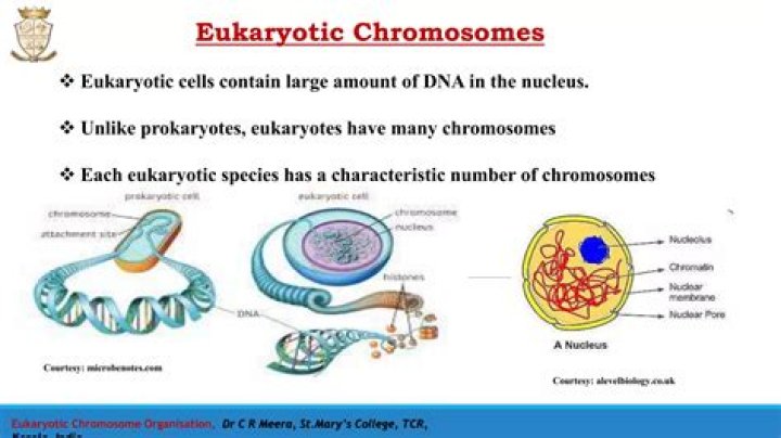 Why eukaryotes have nucleus?