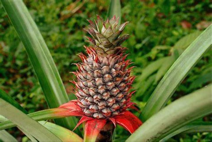Why is ananas called pineapple?