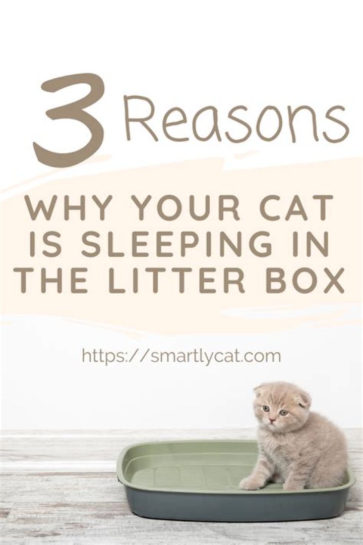 Why is cat sleeping in litter box?