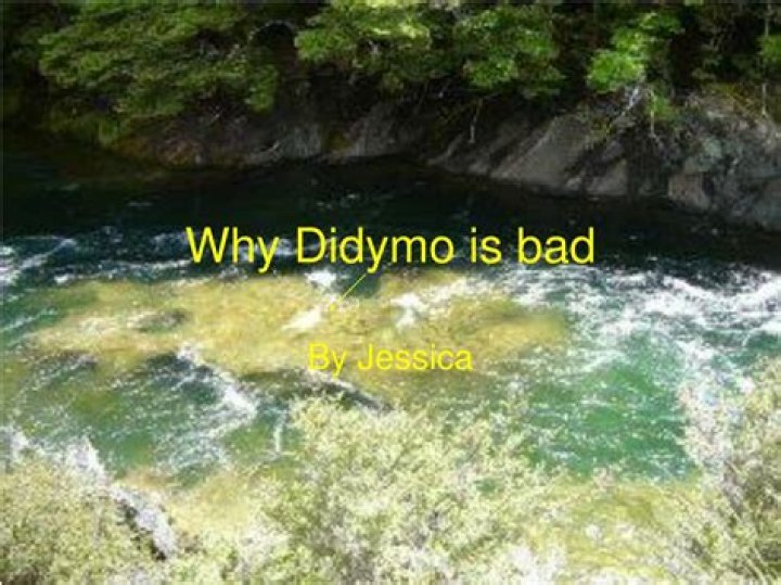 Why is didymo a problem?