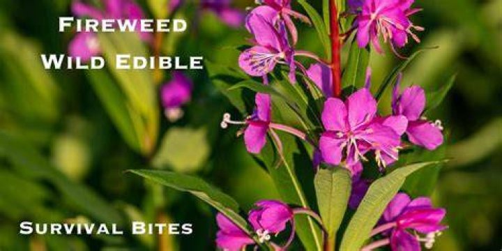 Why is fireweed used?