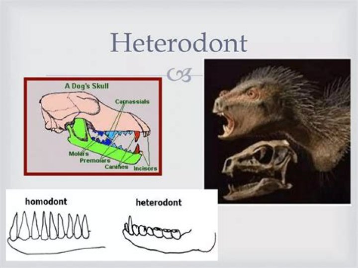 Why is heterodont teeth important?