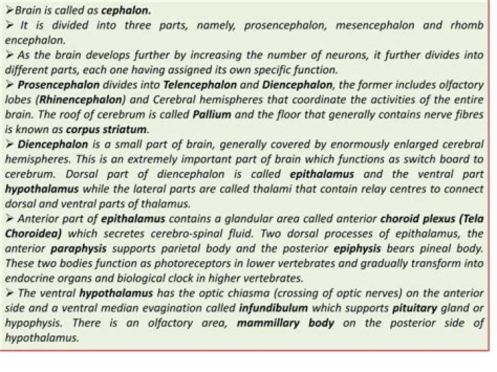 Why is it called encephalon?