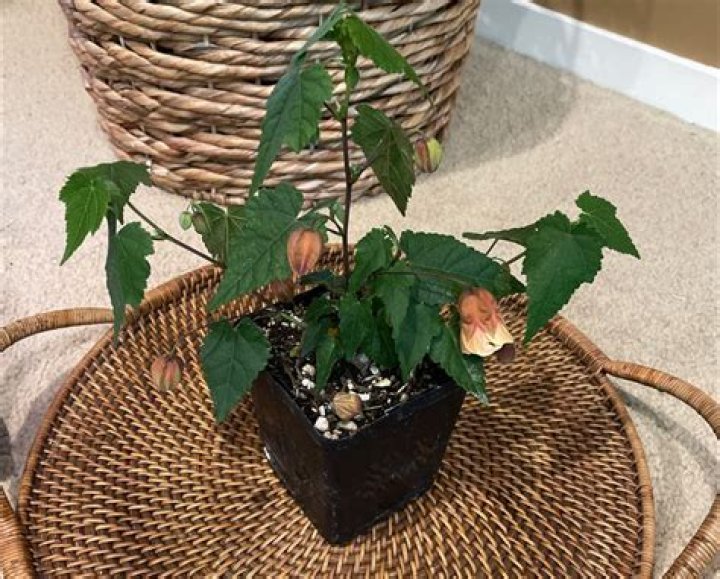 Why is my abutilon dying?