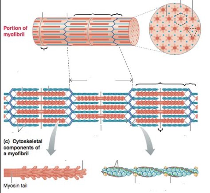 Why is myofibril important?