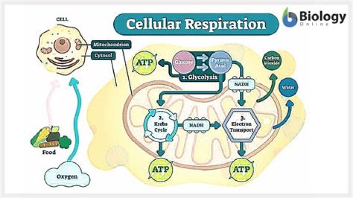 Why is respiration so important?