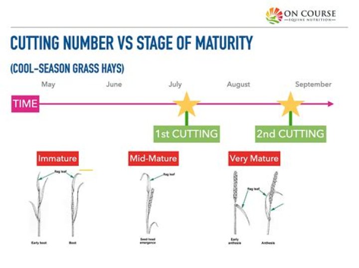 Why is second cut hay better?