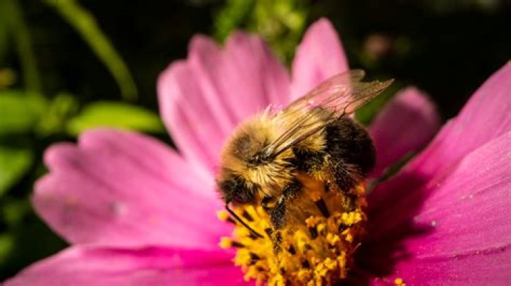 Why is the bumble bee endangered?