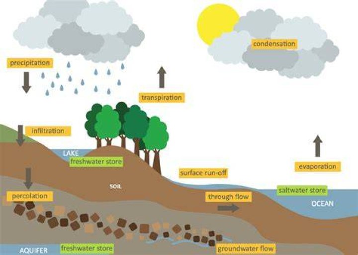 Why is the hydrological cycle important?
