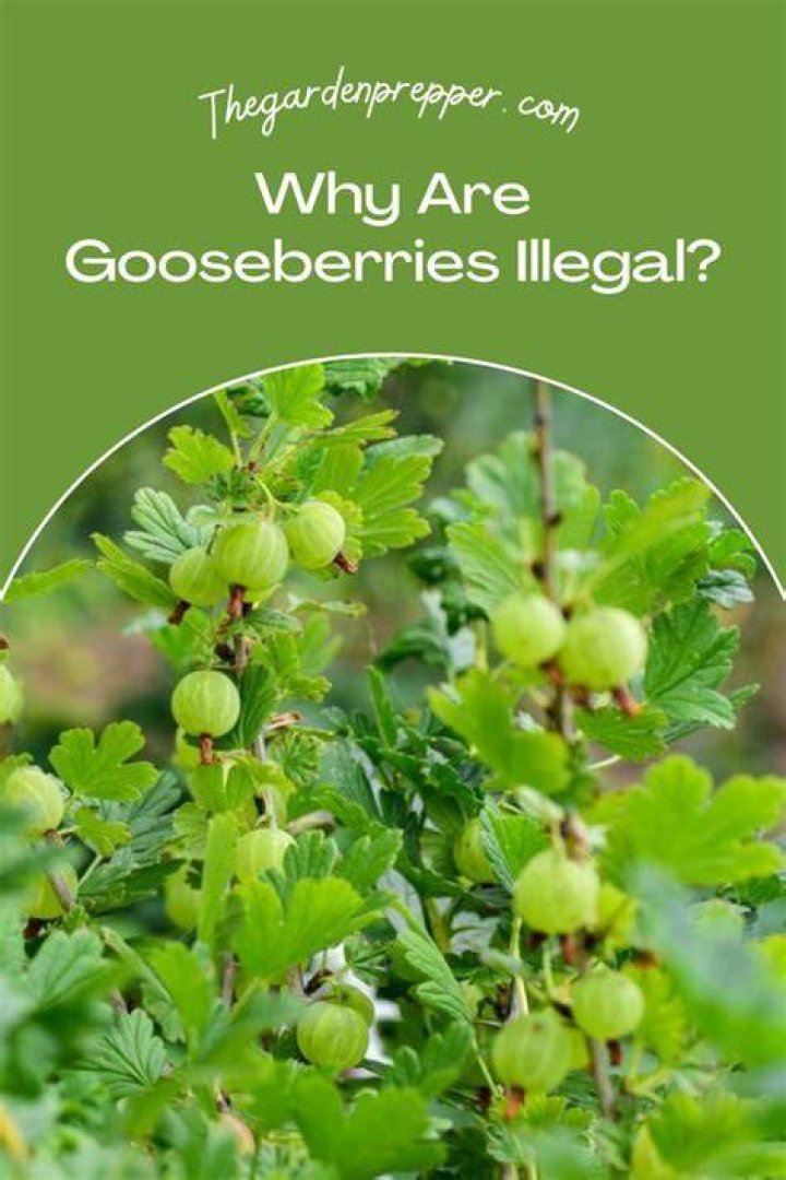 Why lilac and gooseberries?