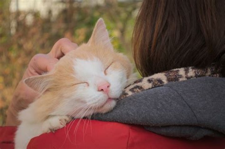Why my cat loves to cuddle?