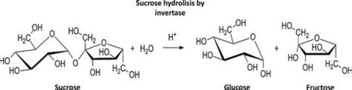 Why sucrose is called invert sugar?