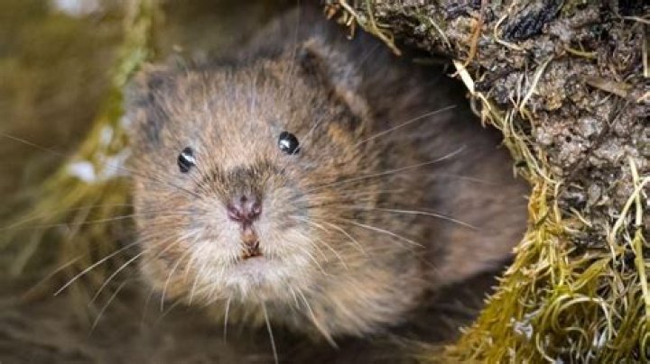 Why voles are endangered?