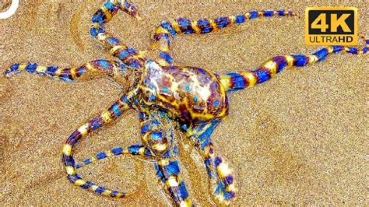 Will a blue ringed octopus kill you?