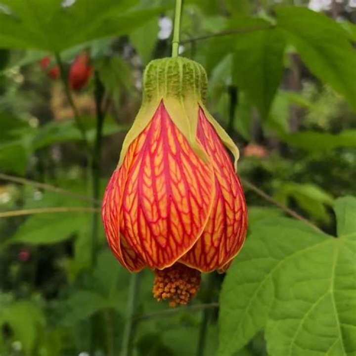 Will abutilon grow in shade?