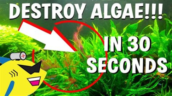 Will algae kill plants?