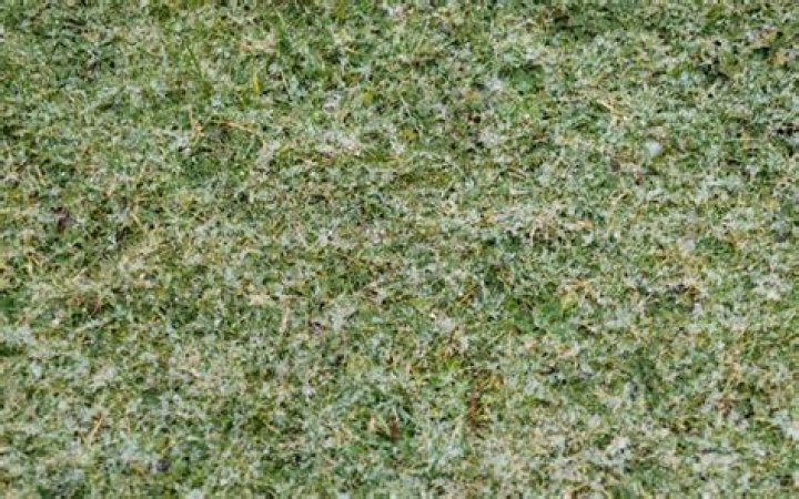 Will calcium chloride kill grass?