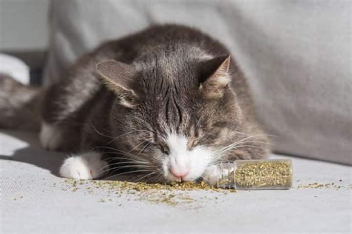 Will catnip help a stressed cat?