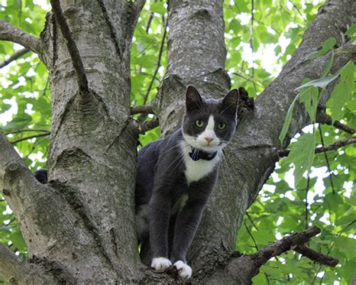 Will cats eventually climb down tree?