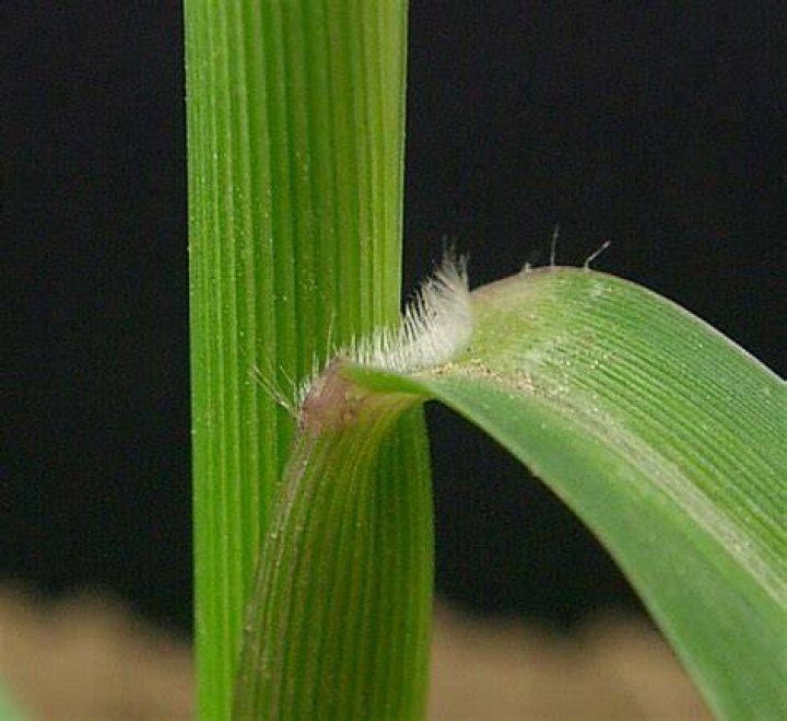 Will cattle eat fall panicum?