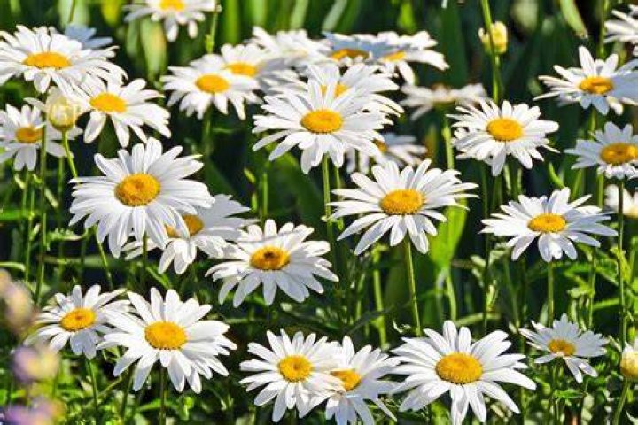 Will daisies grow in shade?