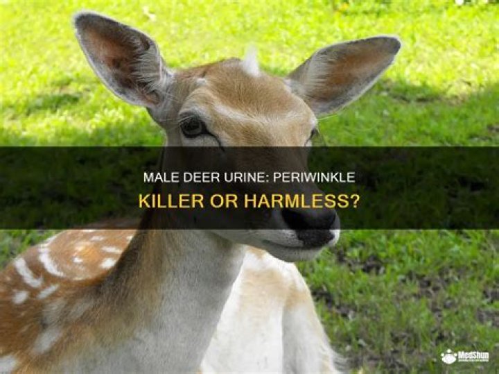 Will deer eat periwinkle?