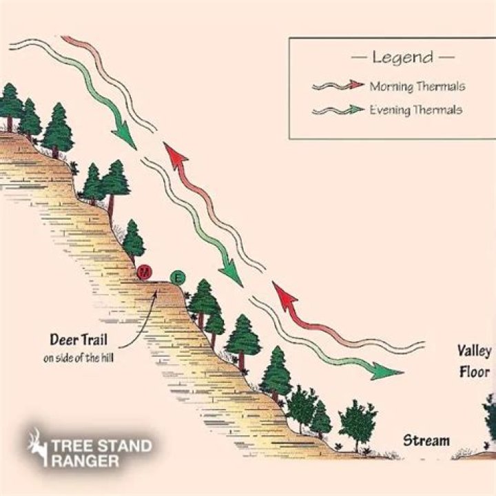 Will deer move in 20 mph winds?