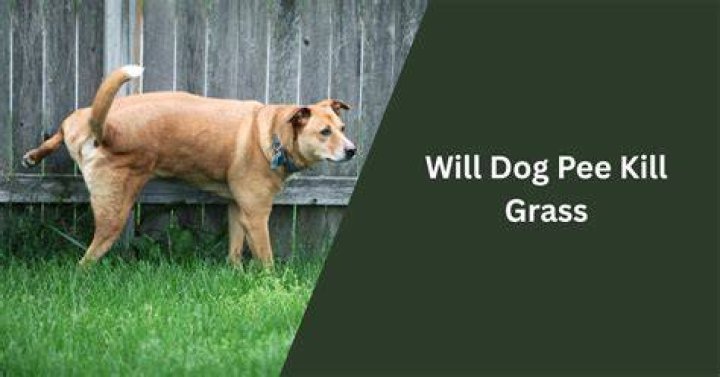 Will dog pee kill grass?