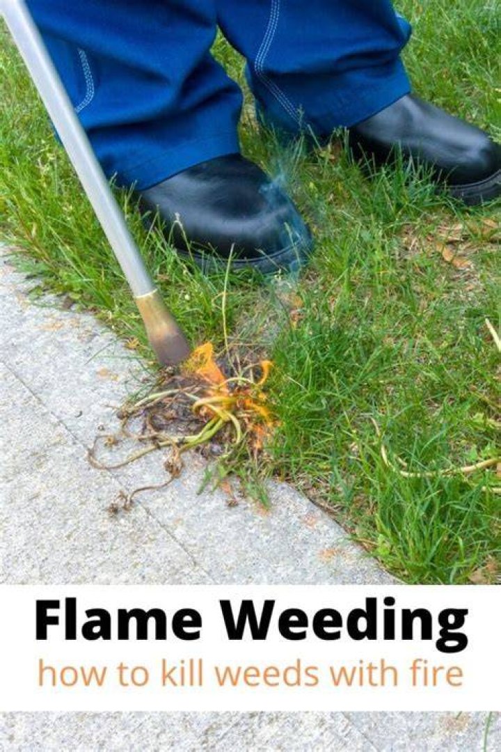 Will flame weeding kill grass?