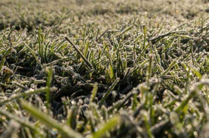 Will frost kill newly seeded grass?