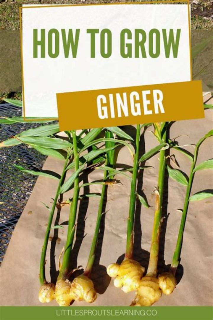 Will ginger root raise blood sugar?