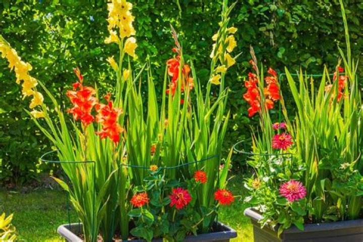 Will gladiolus grow in pots?