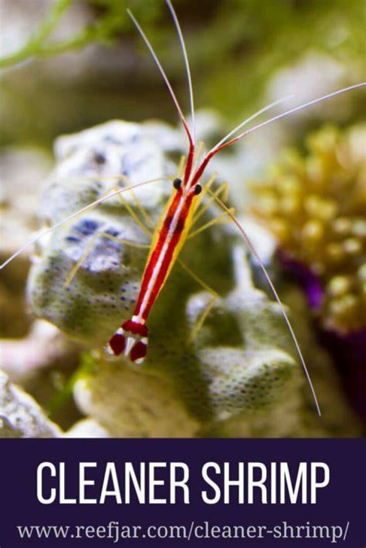 Will hawkfish eat cleaner shrimp?