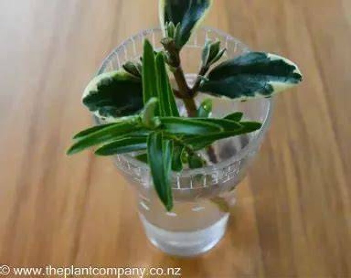 Will hebes root in water?