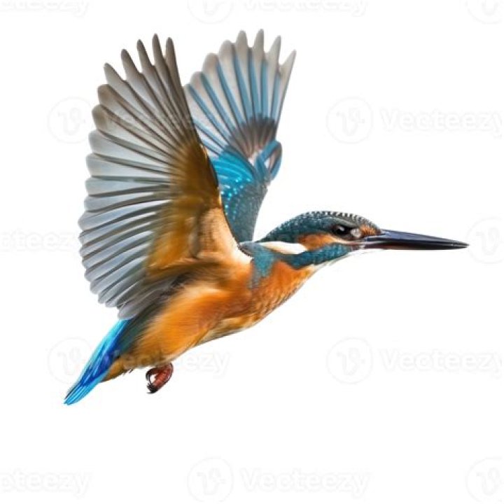 Will kingfisher fly again?