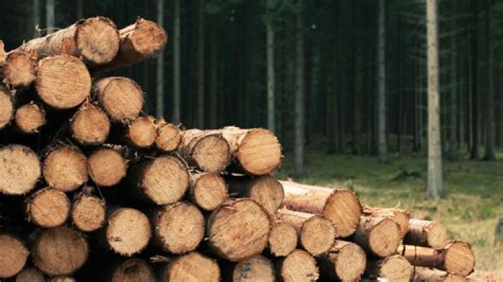Will knock on wood?