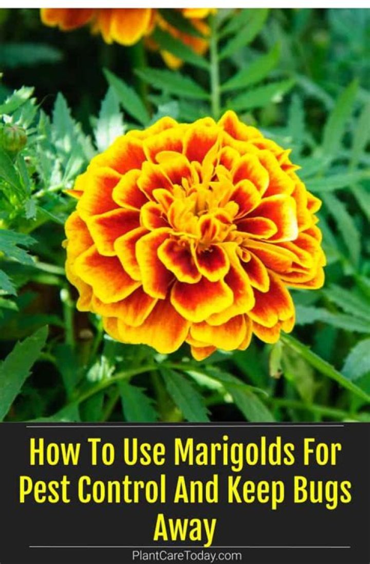 Will marigolds keep pests away?
