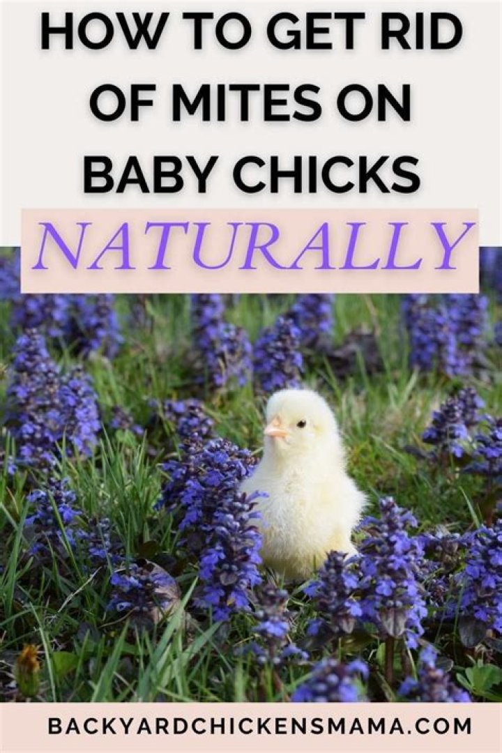 Will mites kill baby chicks?