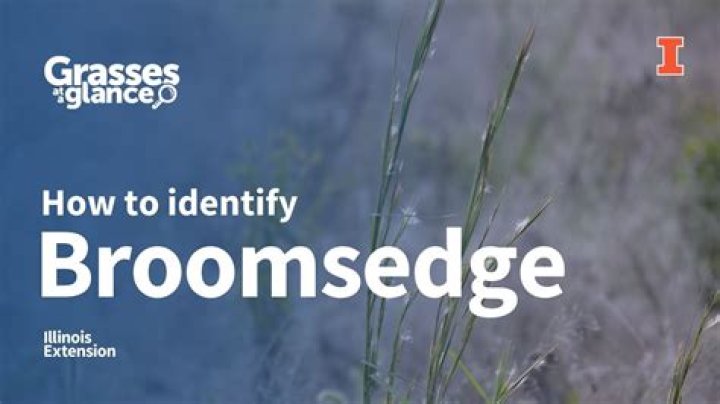 Will msma kill broomsedge?