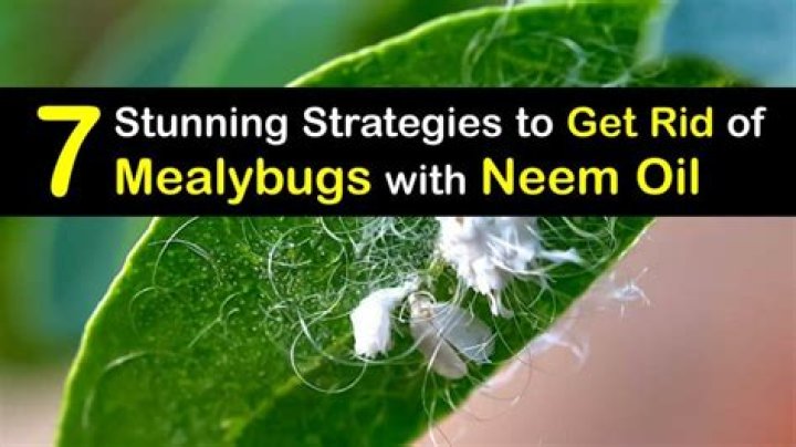 Will neem oil kill mealy bugs?