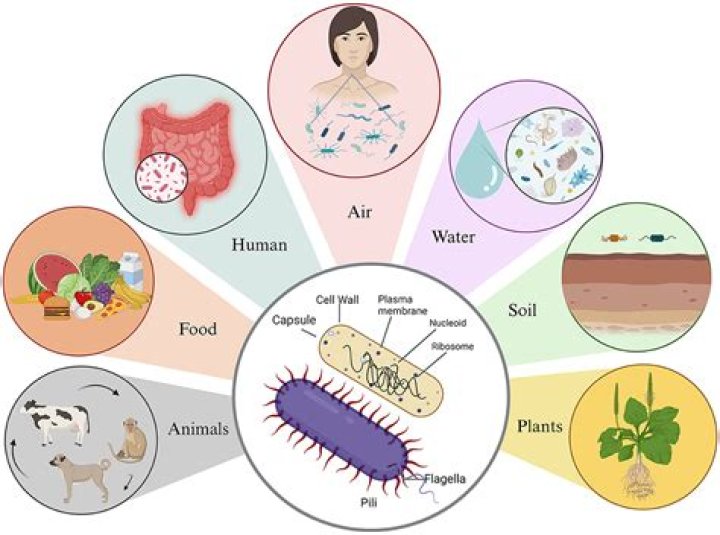 Will ph down kill microbes?