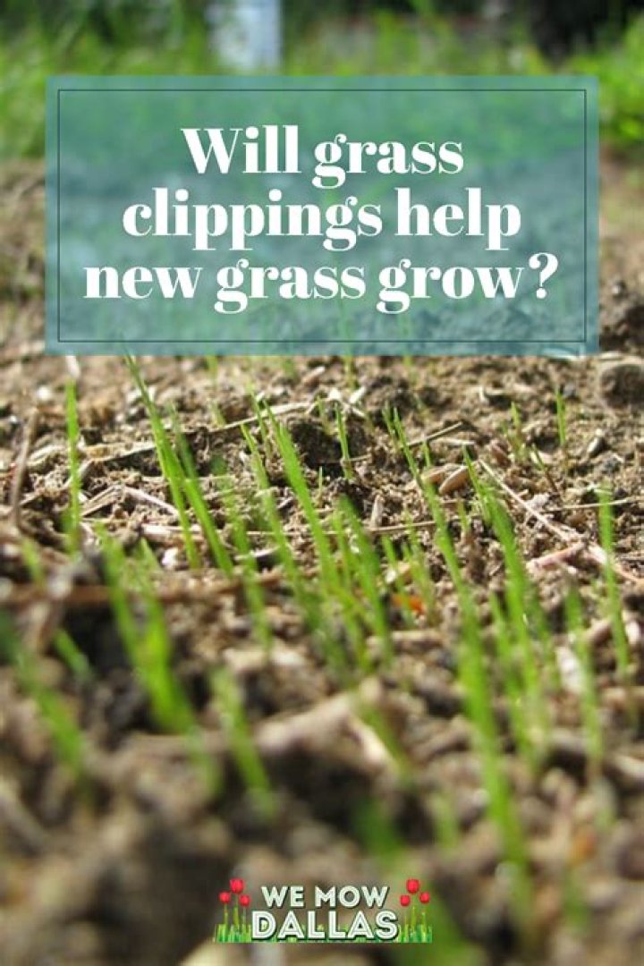 Will raking help grass grow?