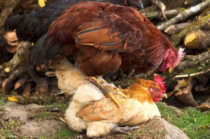 Will roosters kill hens?