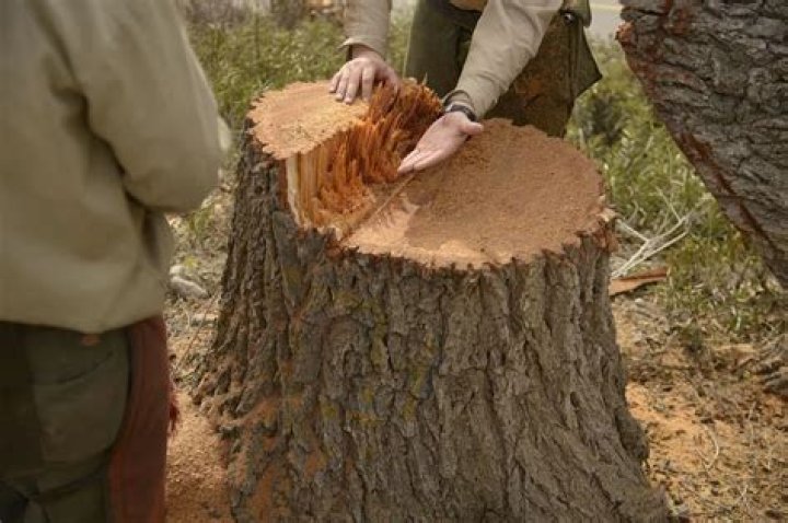 Will screws kill a tree?