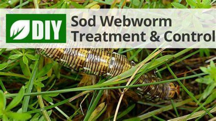 Will sod webworms die in winter?