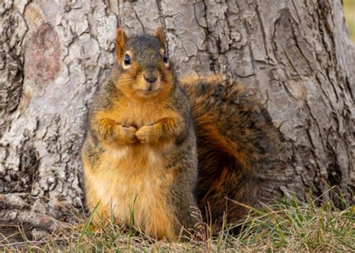 Will squirrels live in attics?