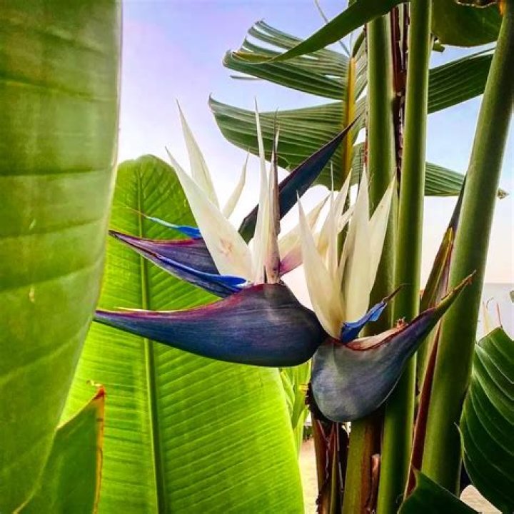 Will strelitzia grow in shade?