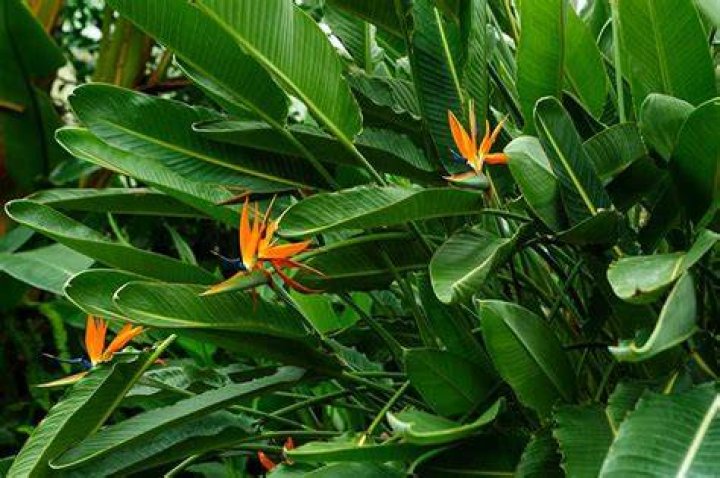 Will strelitzia grow without roots?
